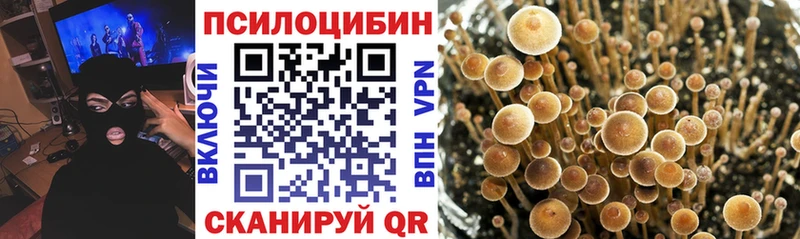 Галлюциногенные грибы Psilocybe  Алагир 